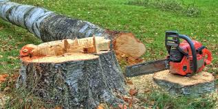 Reliable Barnsdall, OK Tree Services Solutions